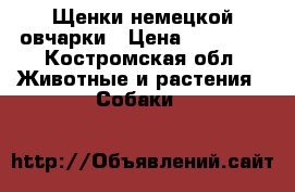 Щенки немецкой овчарки › Цена ­ 20 000 - Костромская обл. Животные и растения » Собаки   